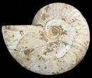 Silver Iridescent Ammonite - Madagascar #47495-1